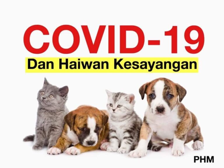COVID19 dan haiwan 1